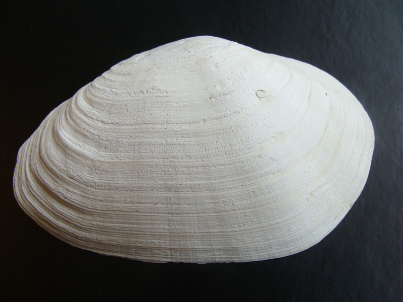 Sandmusling